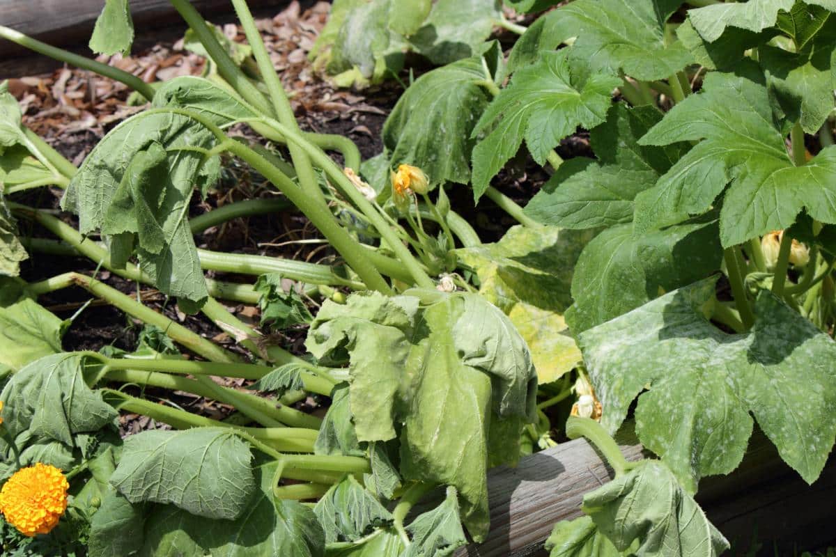 Squash vine wilted from vine borers