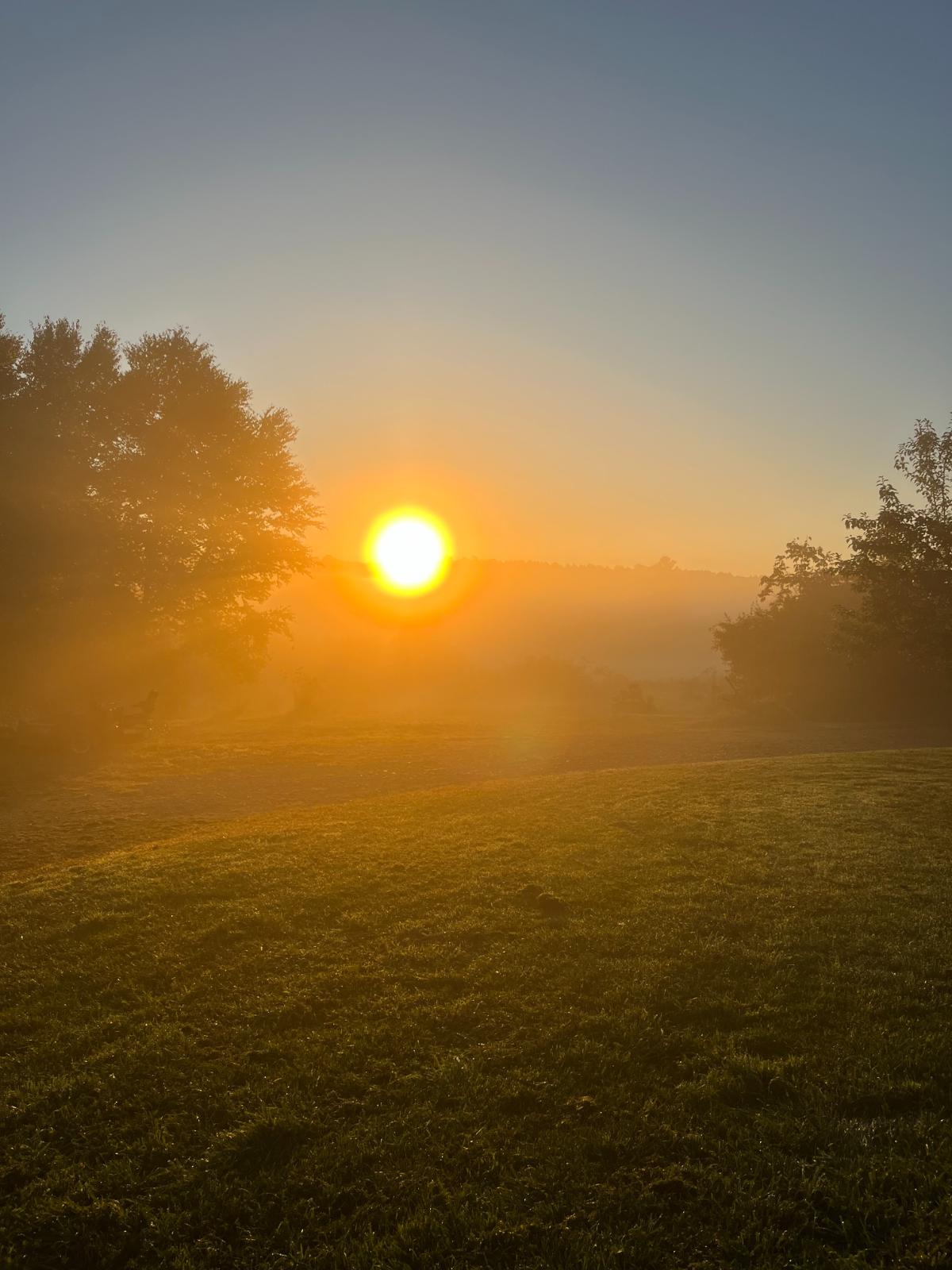 Sun rising over a garden area