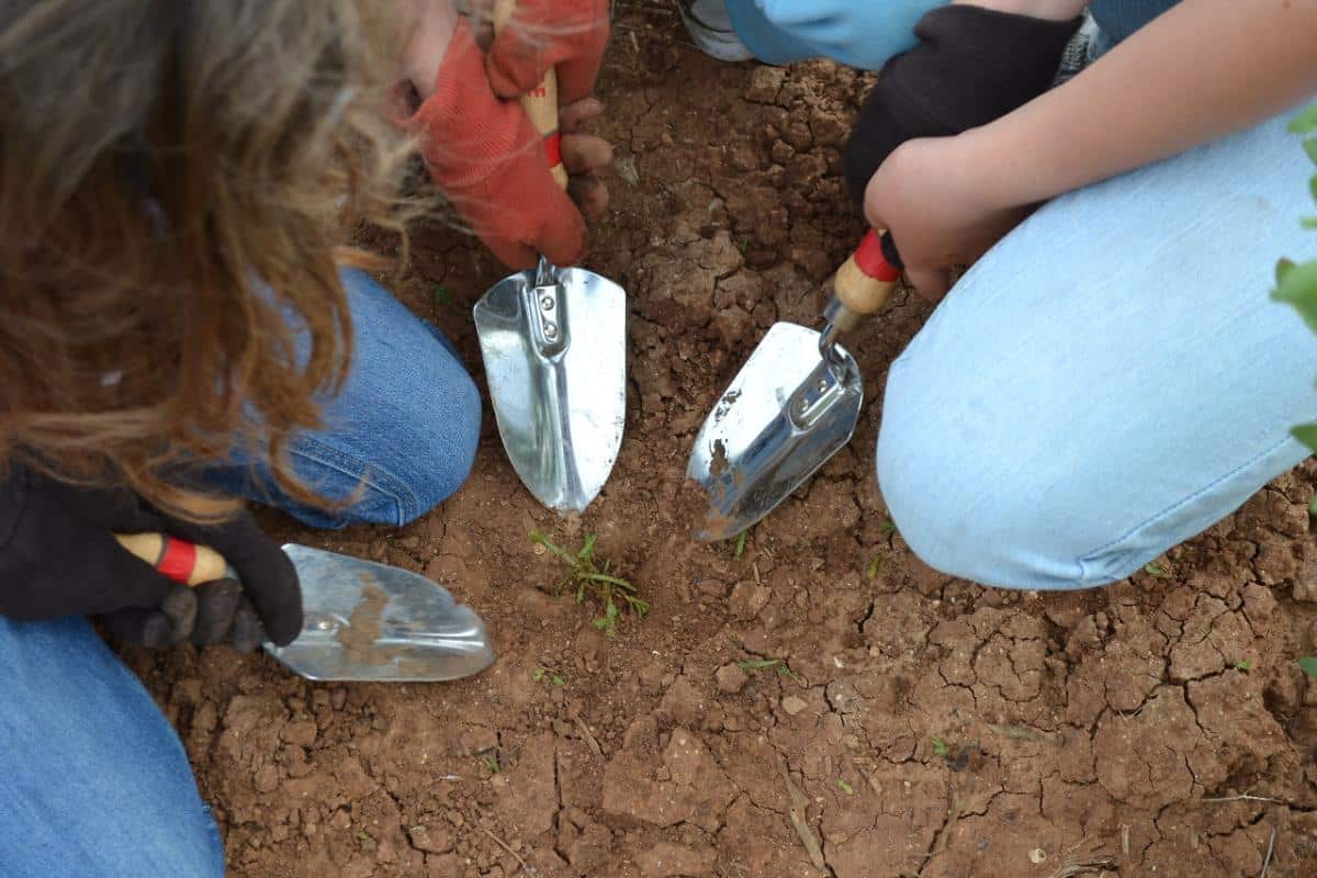 Group of gardeners working together