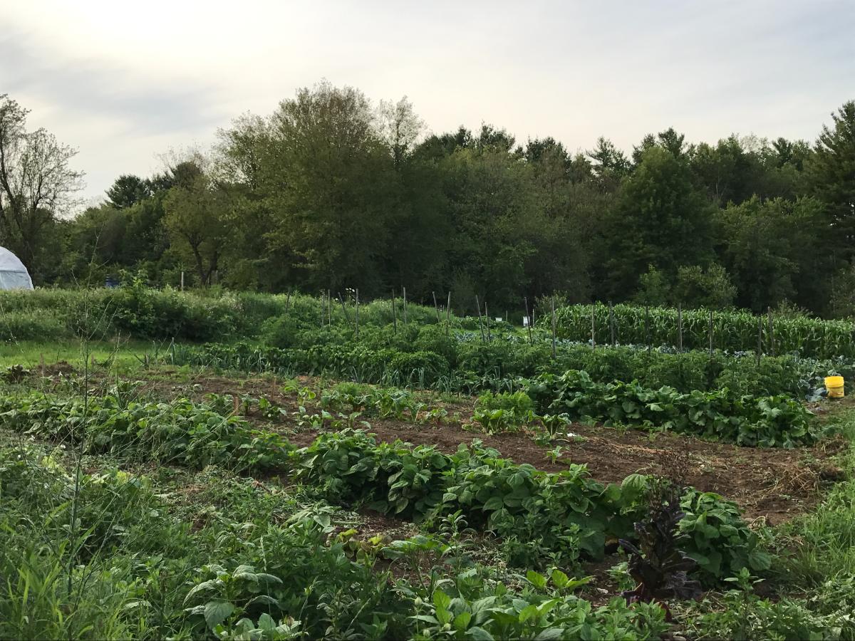 Bush beans in a row in a garden