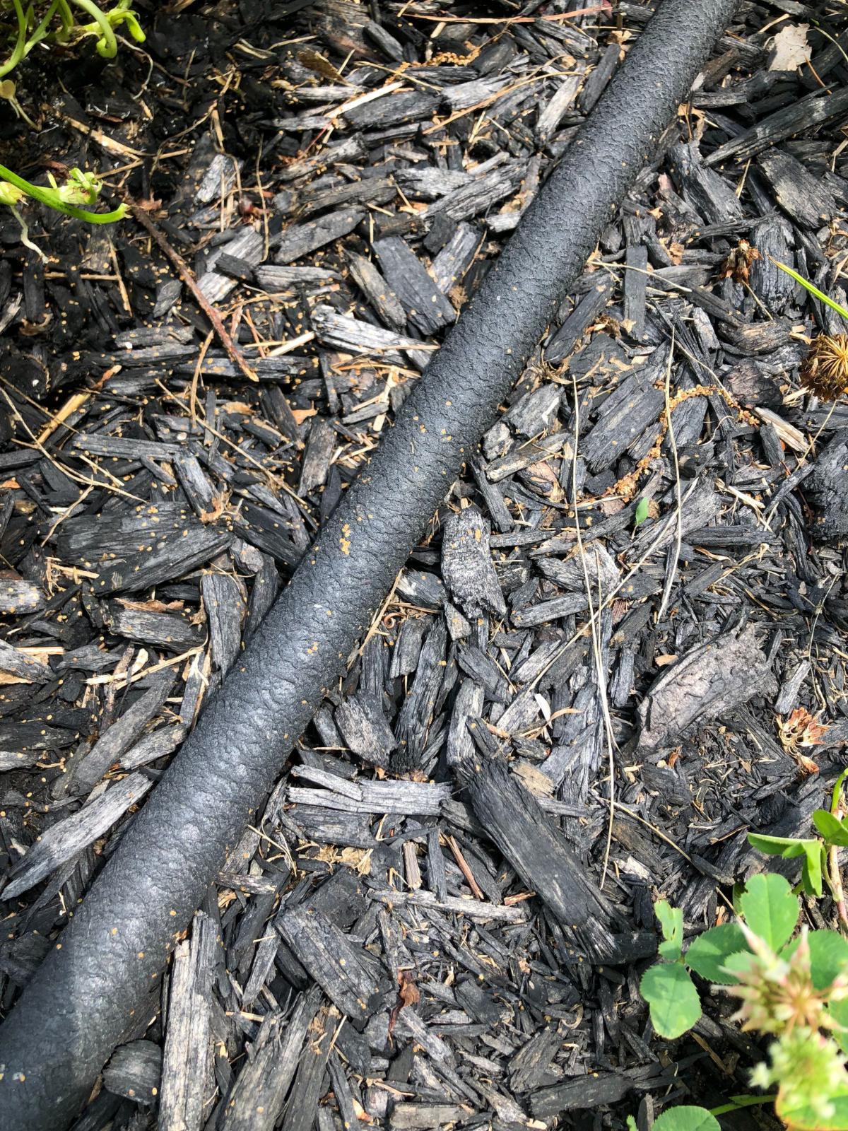 Soaker hoses in the garden