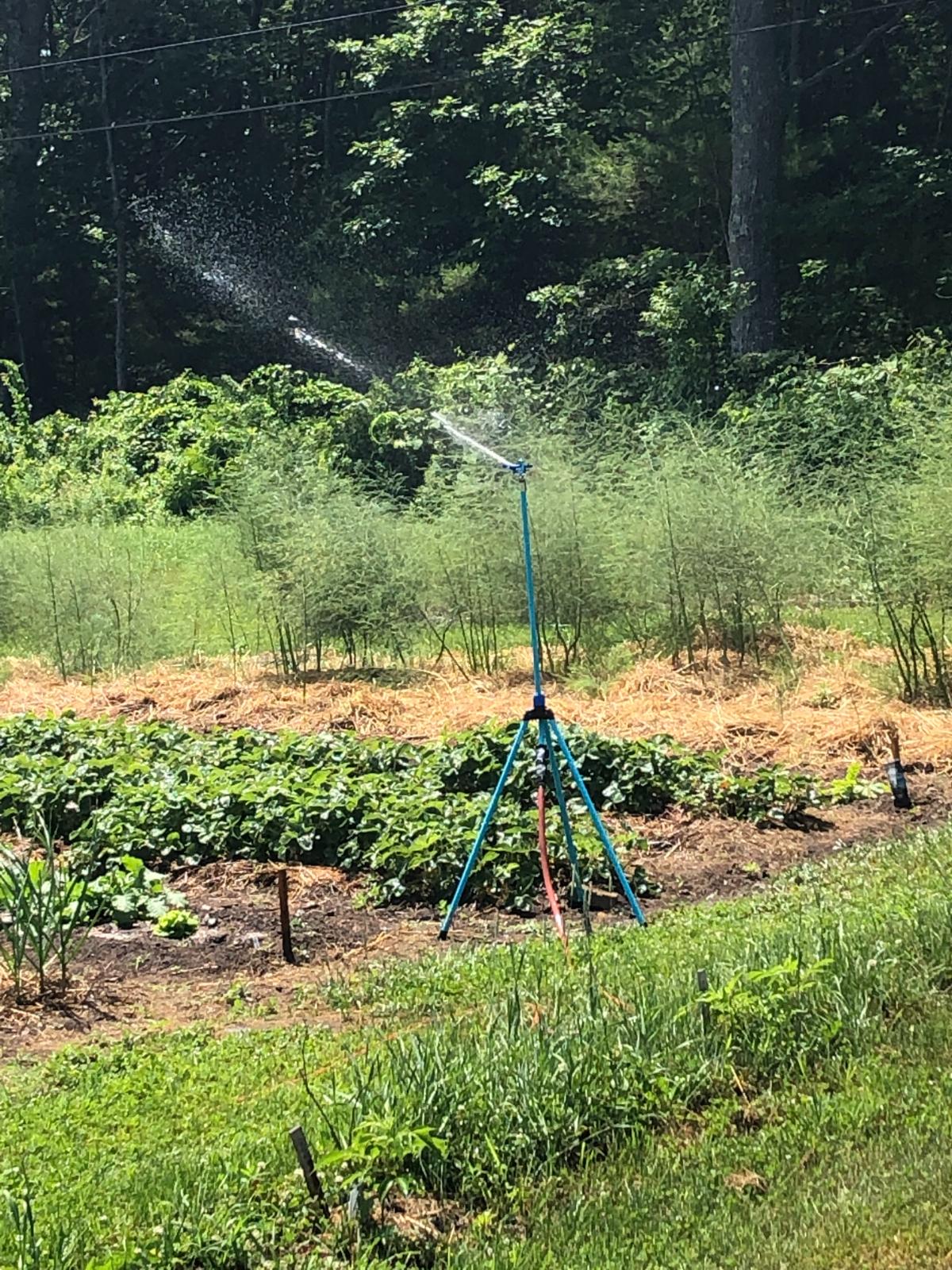 A sprinkler watering a garden