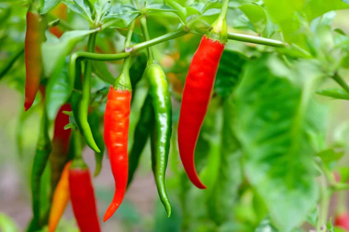 Cayenne peppers on plants