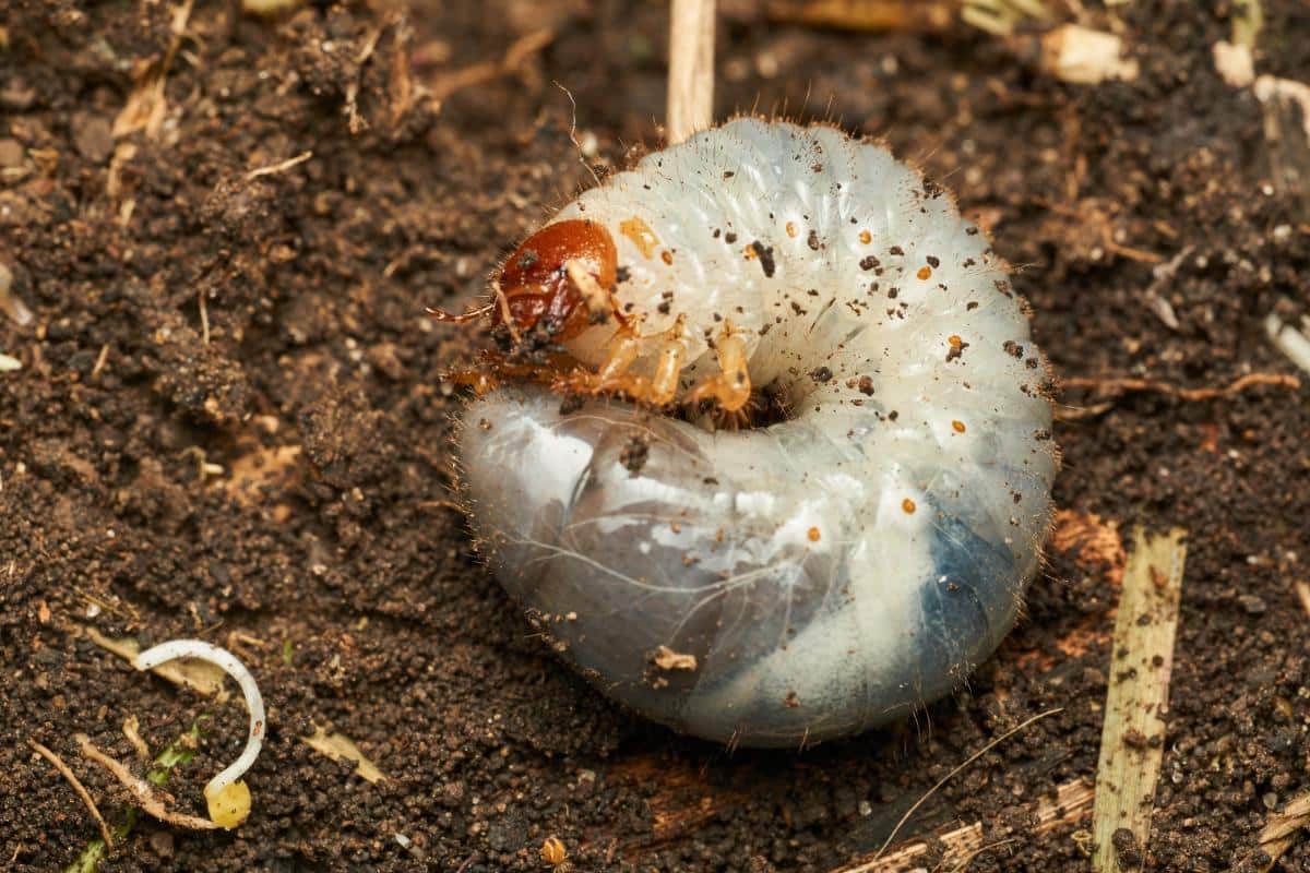 Grub dug up from lawn soil