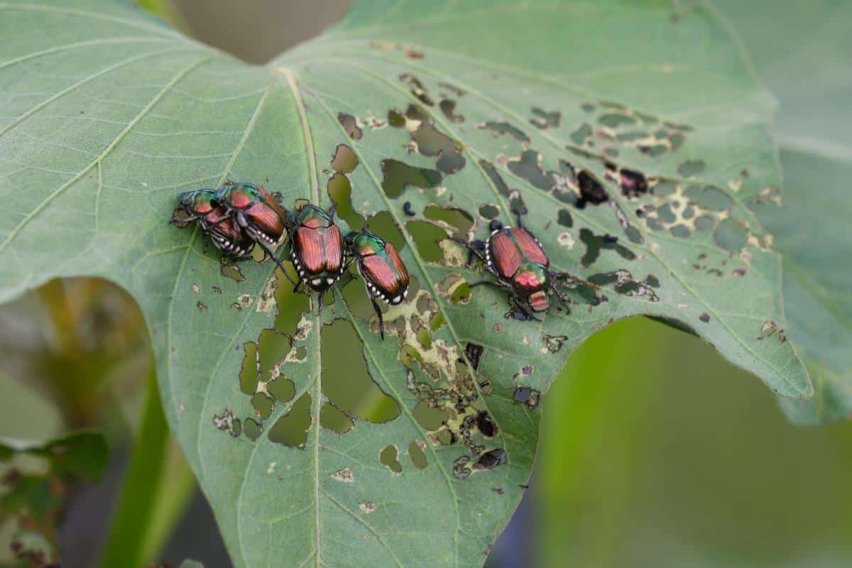 Japanese beetles eating a plant leaf