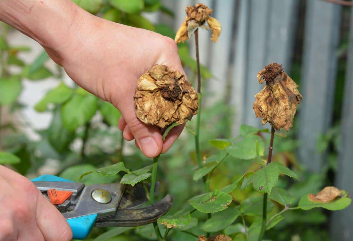 Deadheading dried rose blossoms