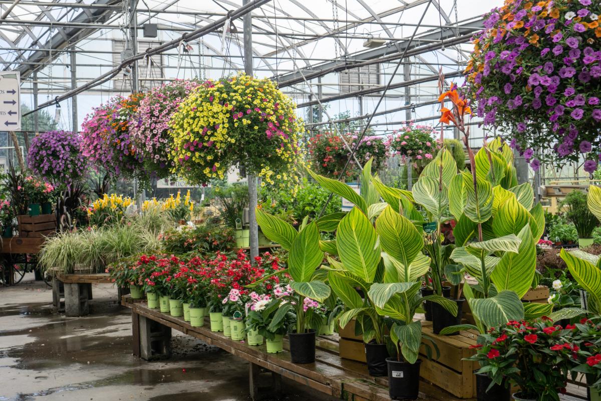 Plants in a nursery for sale