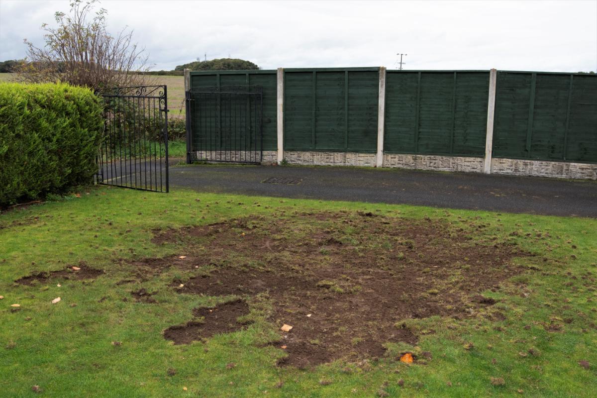 Lawn damage caused by a grub infestation