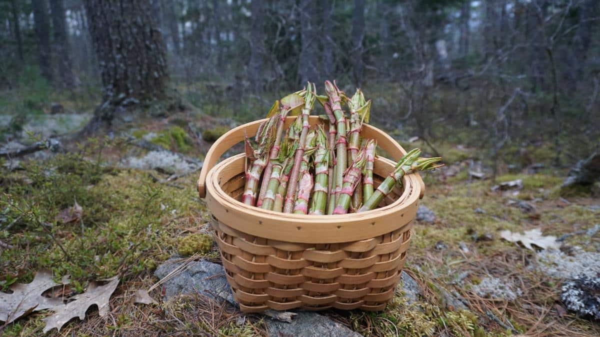 A basket of foraged Japanese knotweed