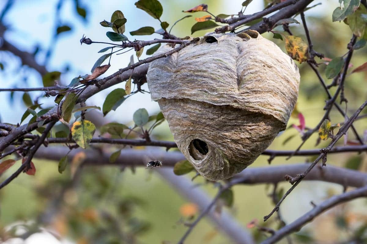 A white faced hornet nest in a tree