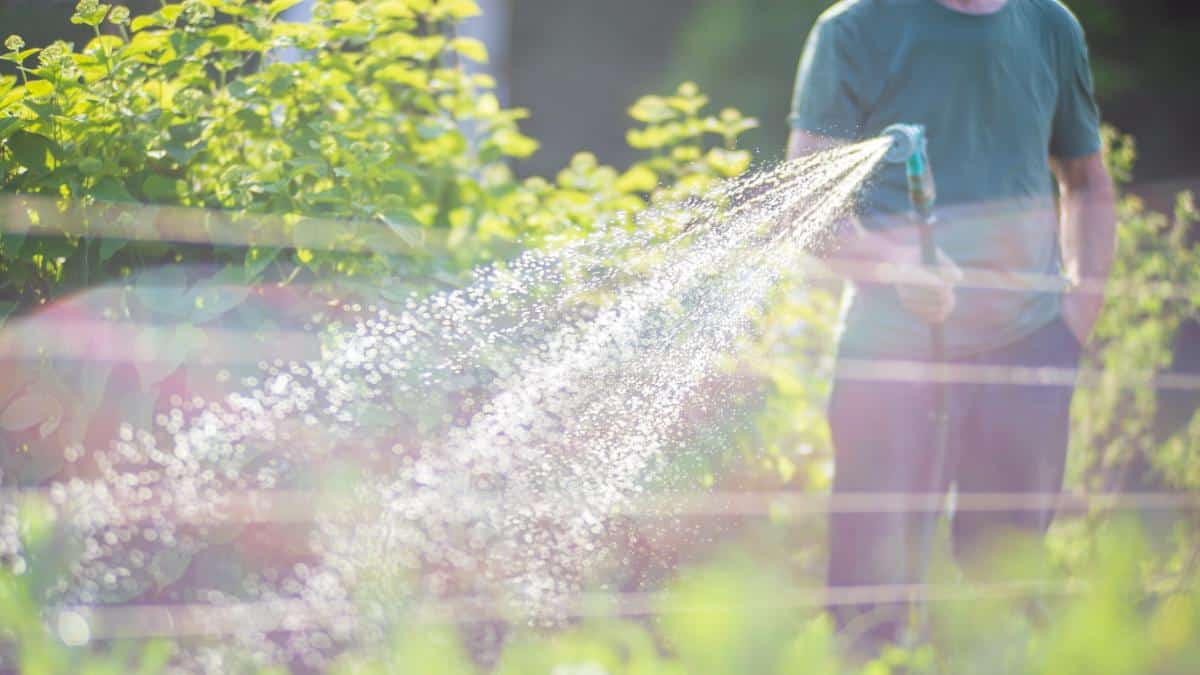 Watering perennials in the garden