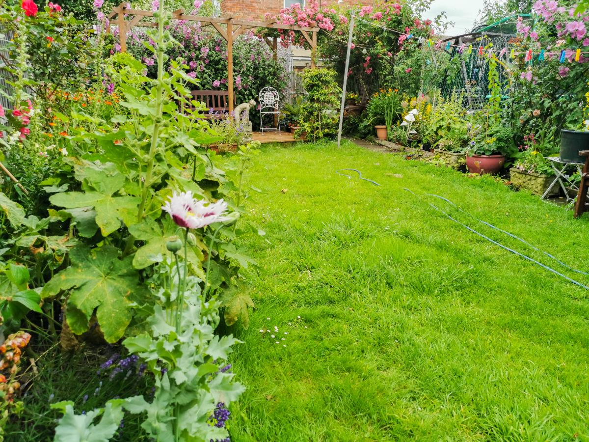 Grass growing lawn to thwart bettles