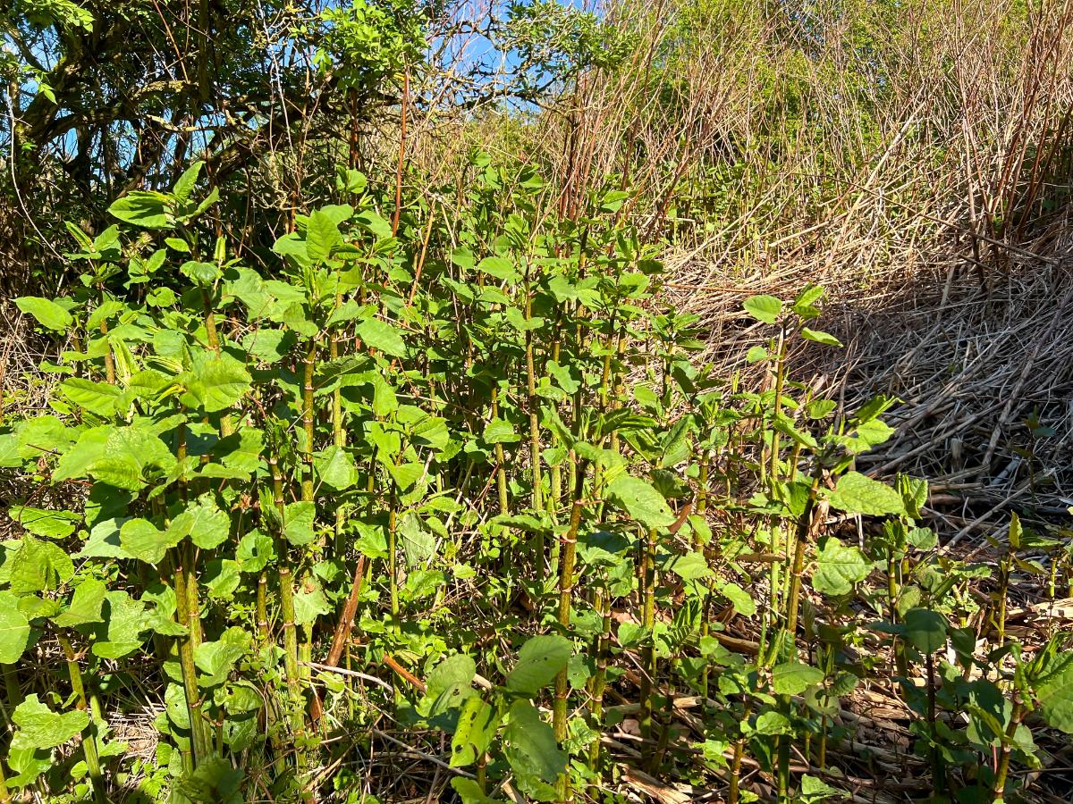 A stand of established Japanese knotweed