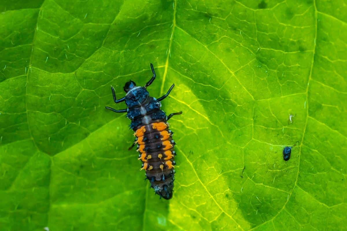 Ladybug larva on a plant leaf