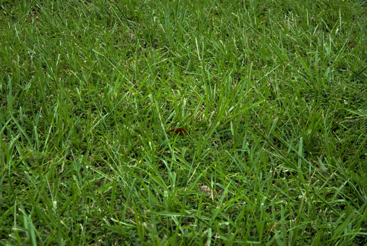 Grub resistant grass