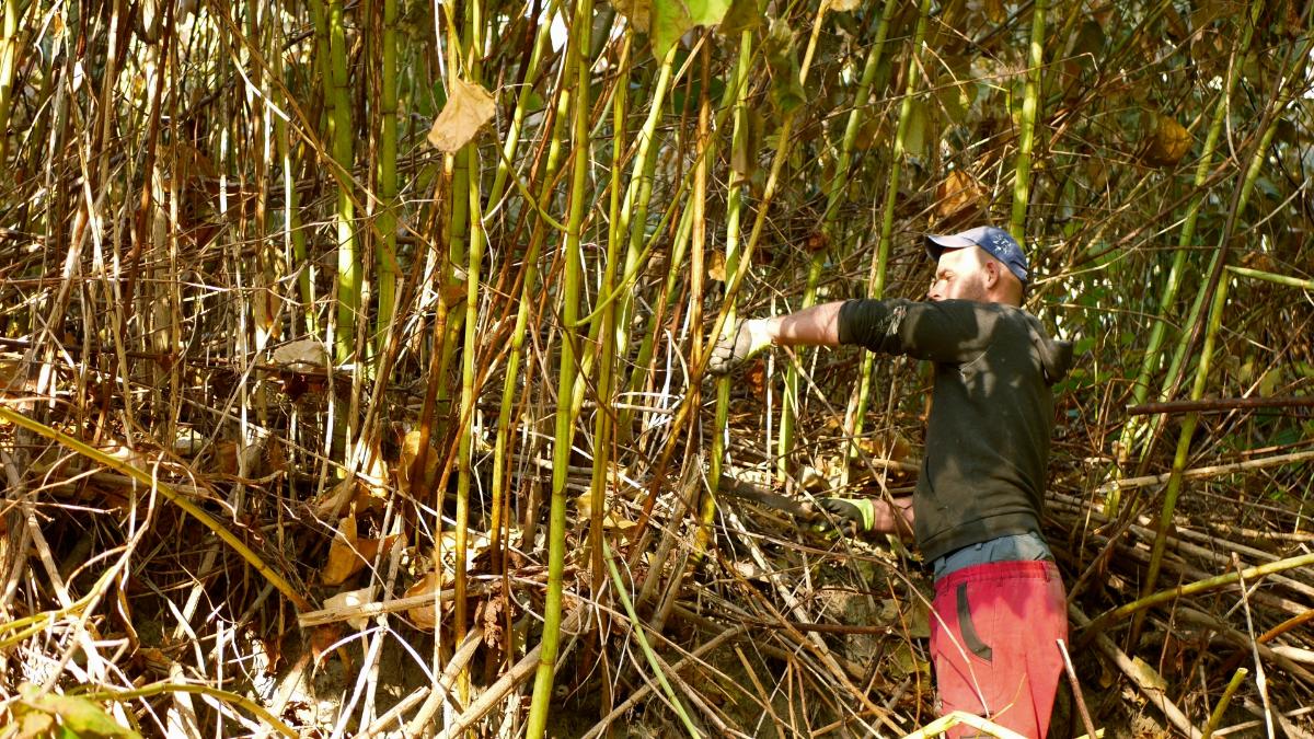 Cutting Japanese knotweed (not ideal)