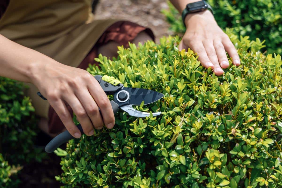 Trimming boxwood in July