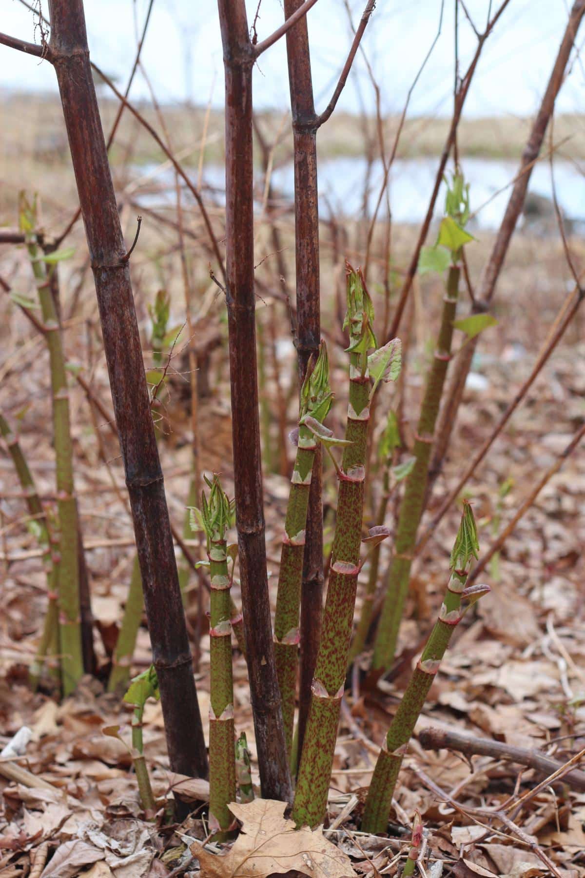 Young Japanese knotweed shoots