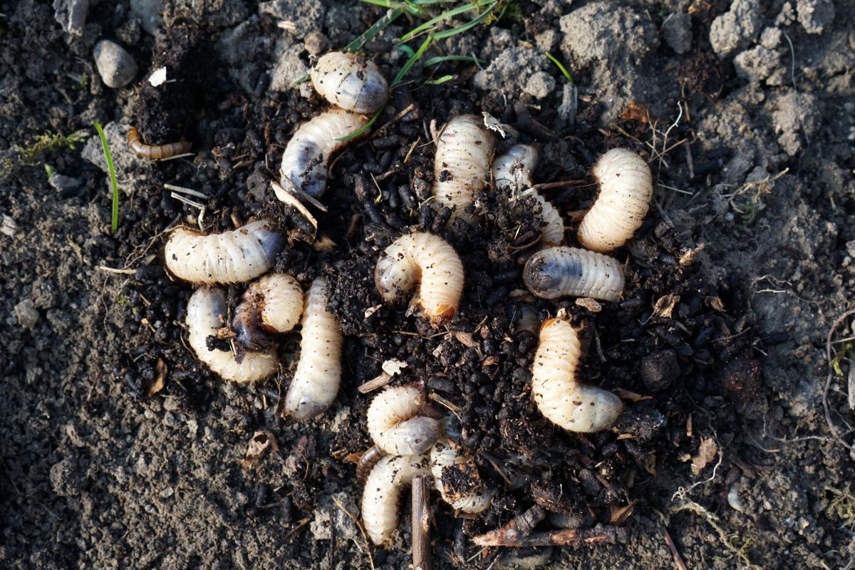 Grubs in compost