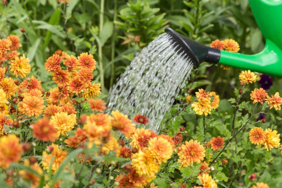 Watering mums at the soil