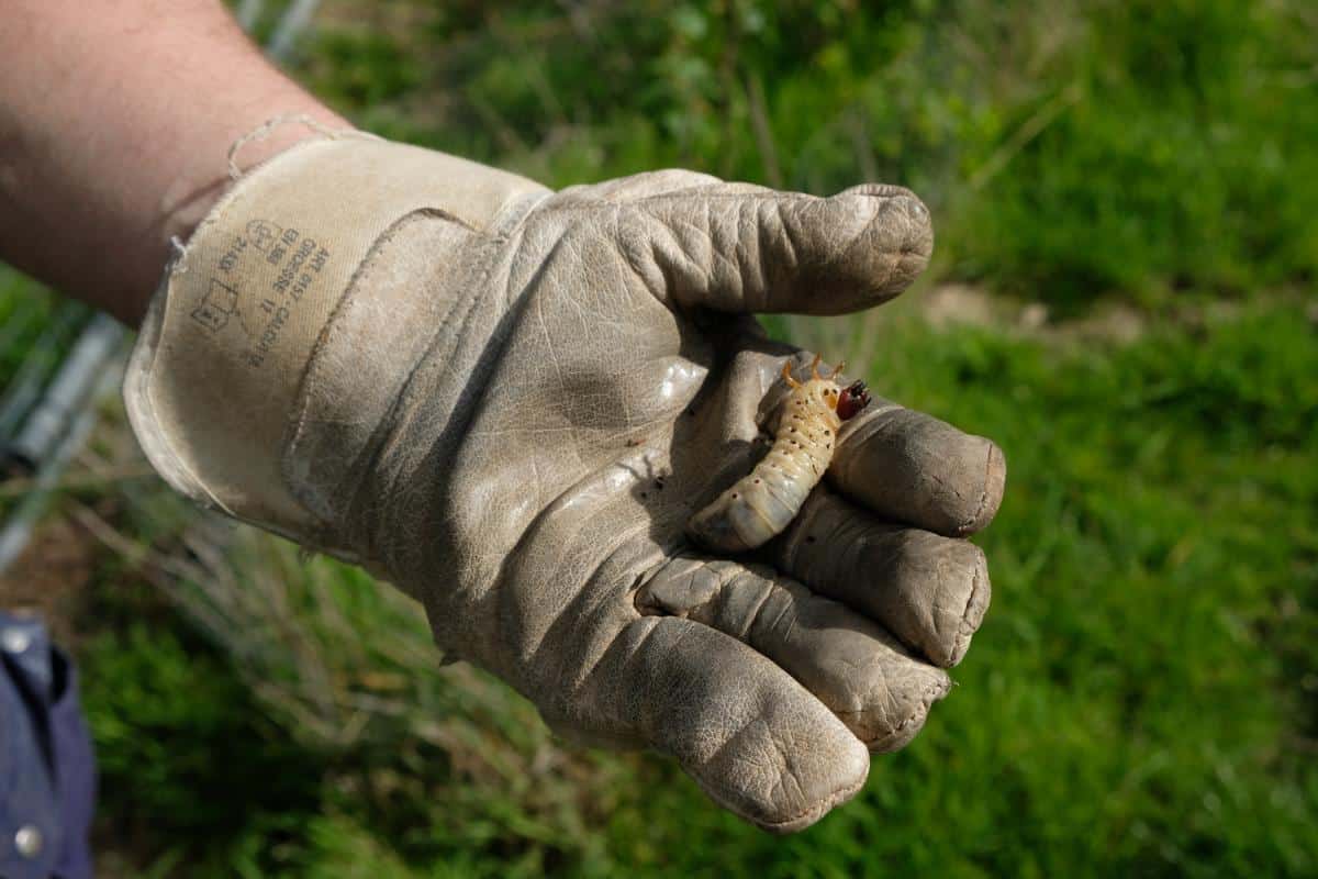 Large glove held in a gloved hand