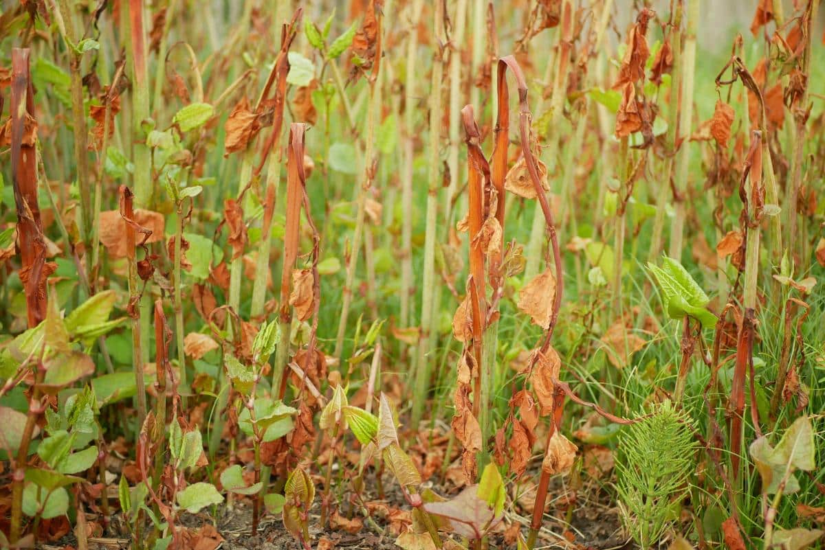 Japanese knotweed growing after herbicide treatment