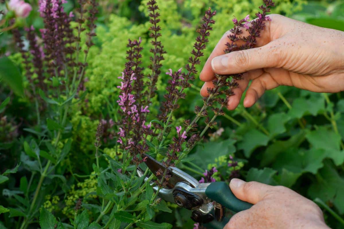 Cutting dead flower stalks