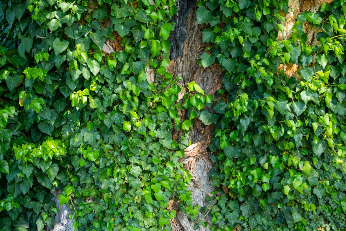 Invasive ivy on a tree