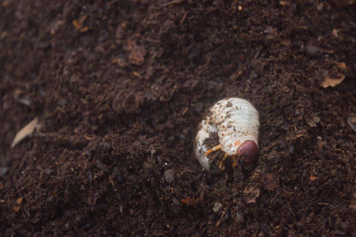 Asian rhinoceros beetle larva