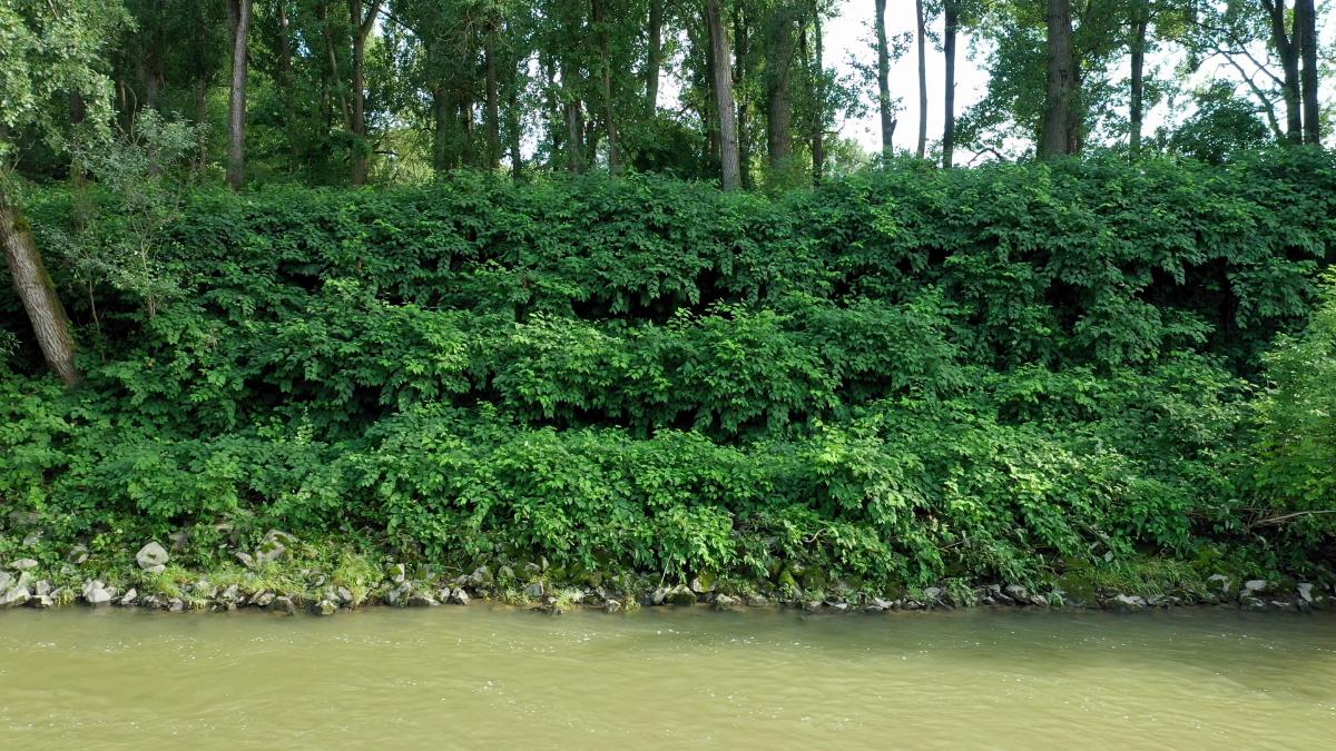 A large stand of invasive Japanese knotweed