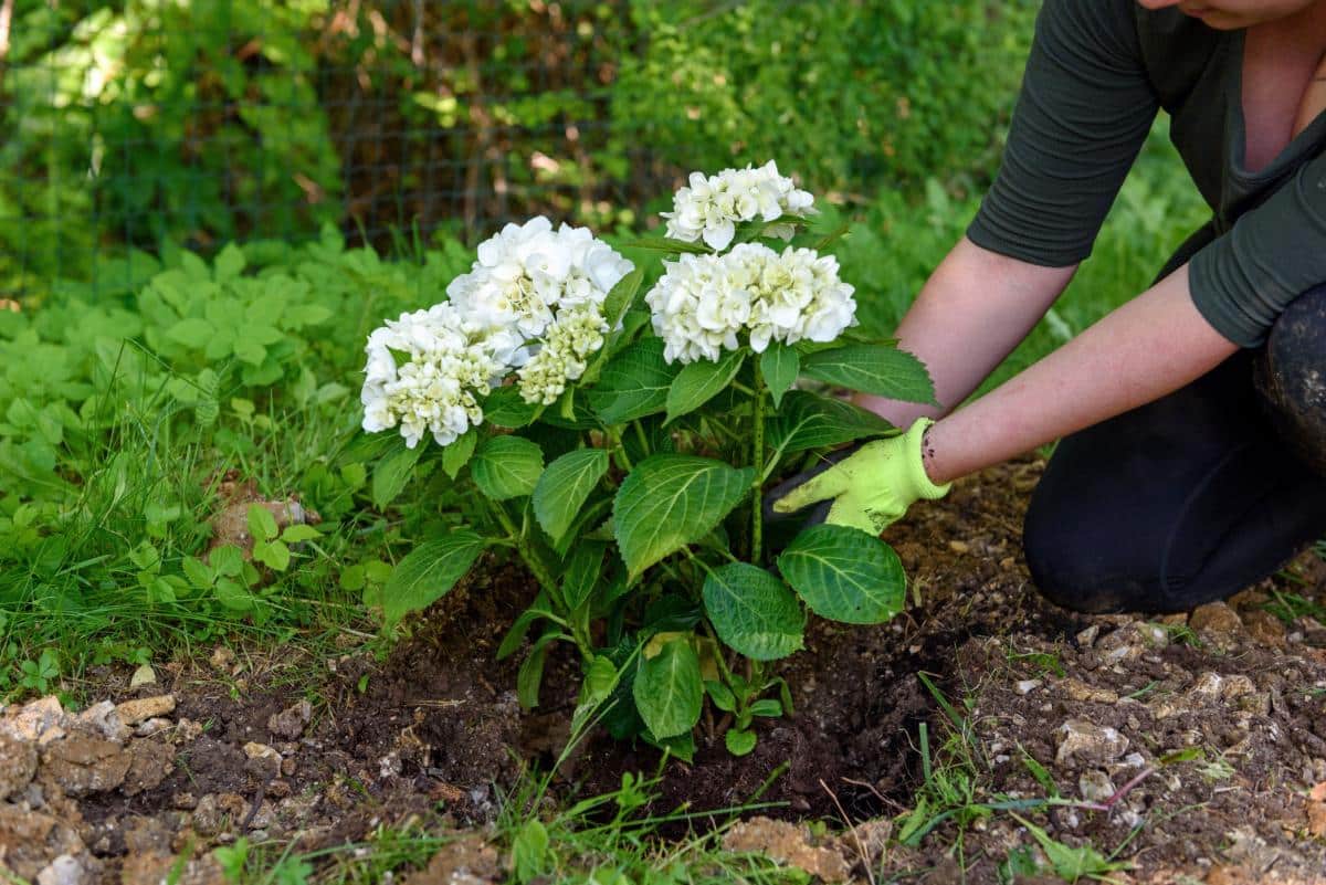 Planting new perennials