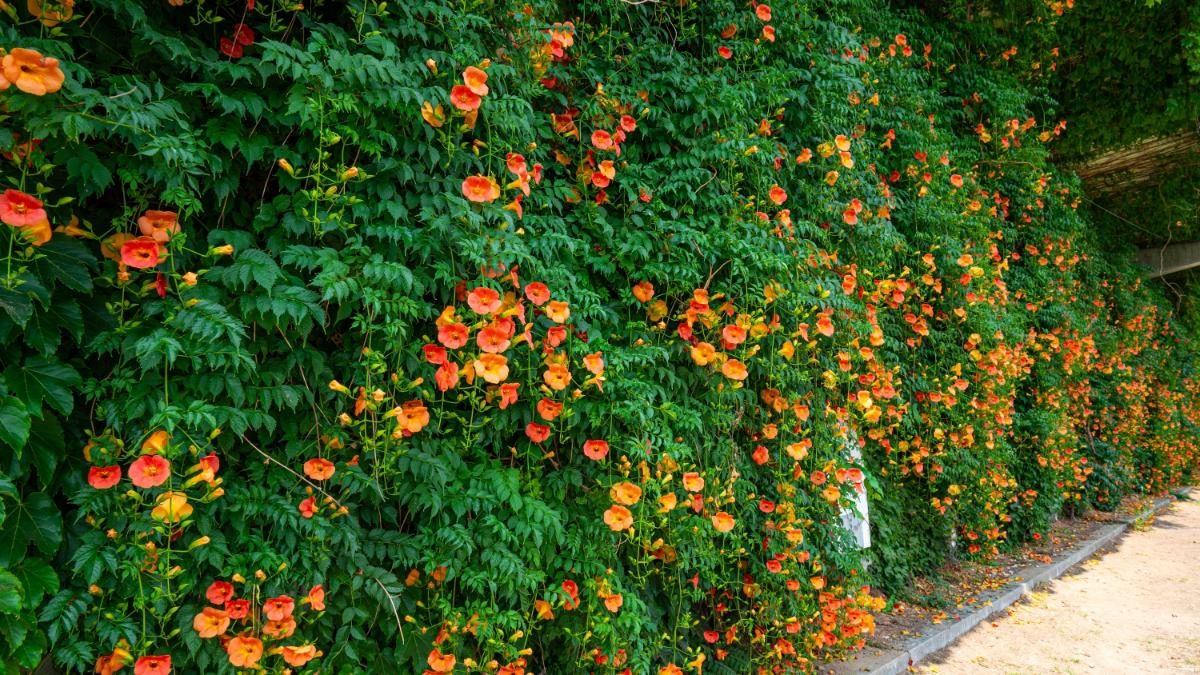 Flowering trumpet vine taking over an area