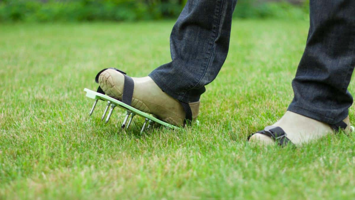 Aerating a lawn with shoe spikes