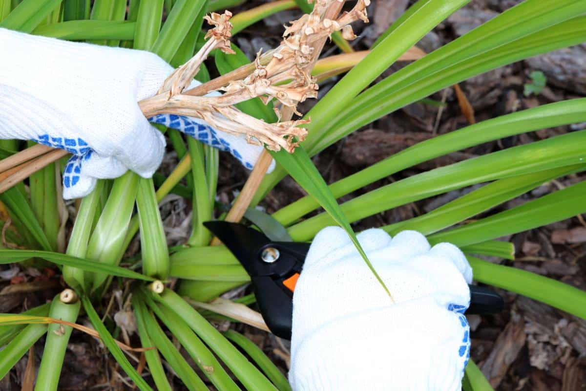 Cutting dead stalks out of lilies