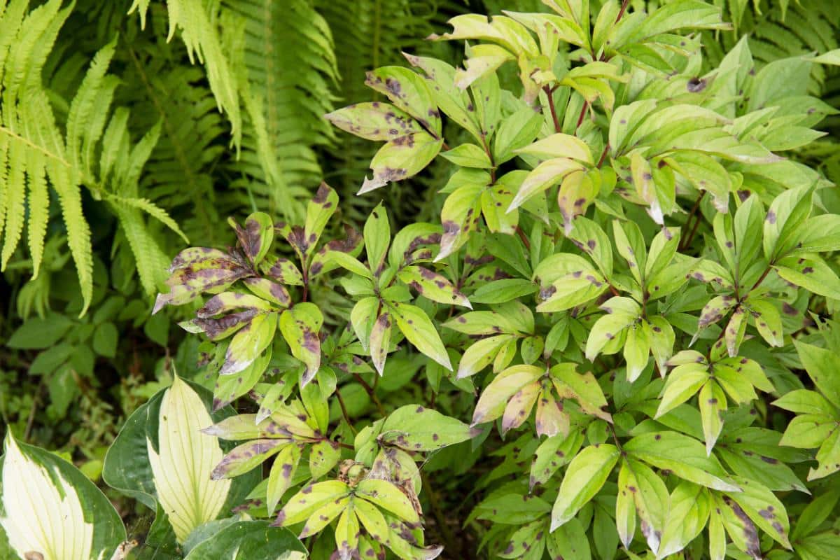 Fungal disease on a plant