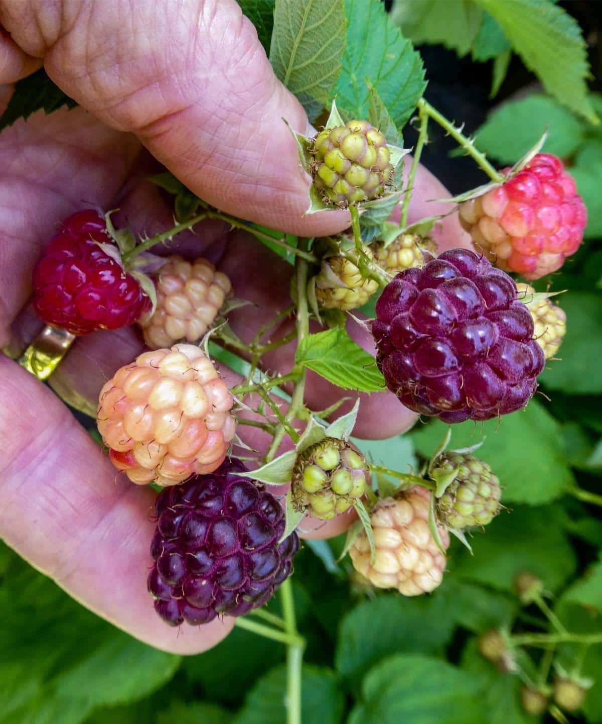 Purple raspberries