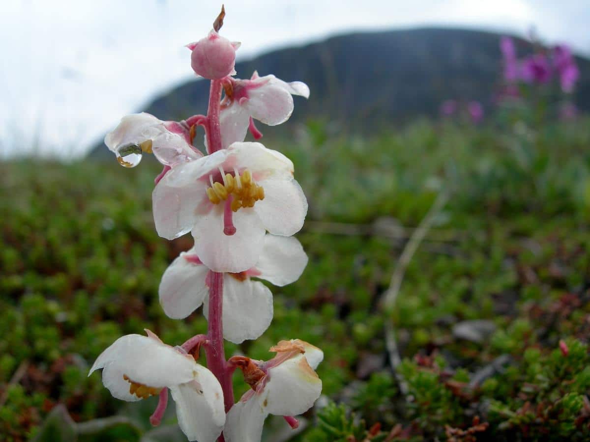 Wintergreen edible landscape plant