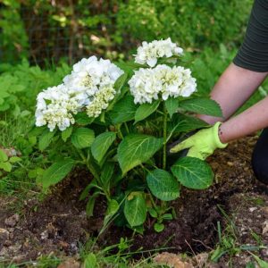 A gardener is planting a perennial plant.