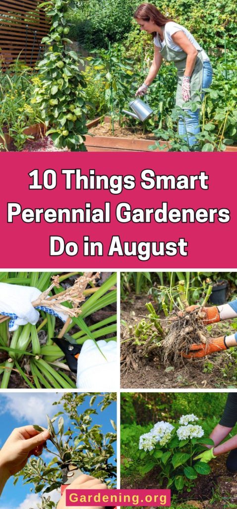 10 Things Smart Perennial Gardeners Do in August pinterest image.