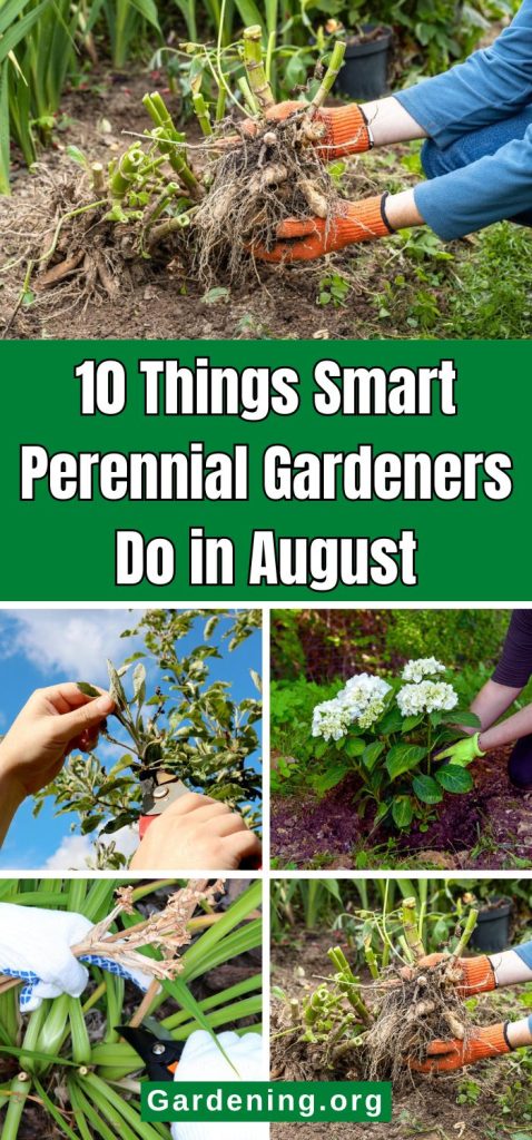 10 Things Smart Perennial Gardeners Do in August pinterest image.