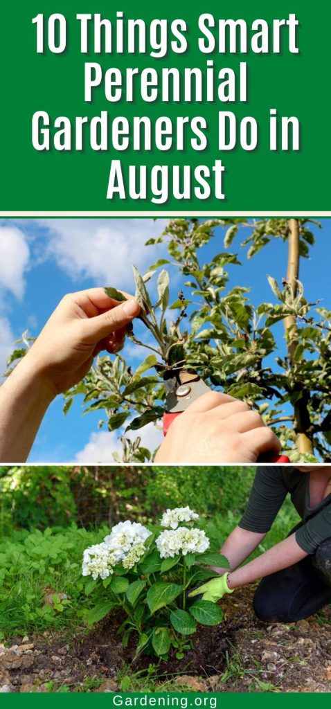 10 Things Smart Perennial Gardeners Do in August pinterest image.