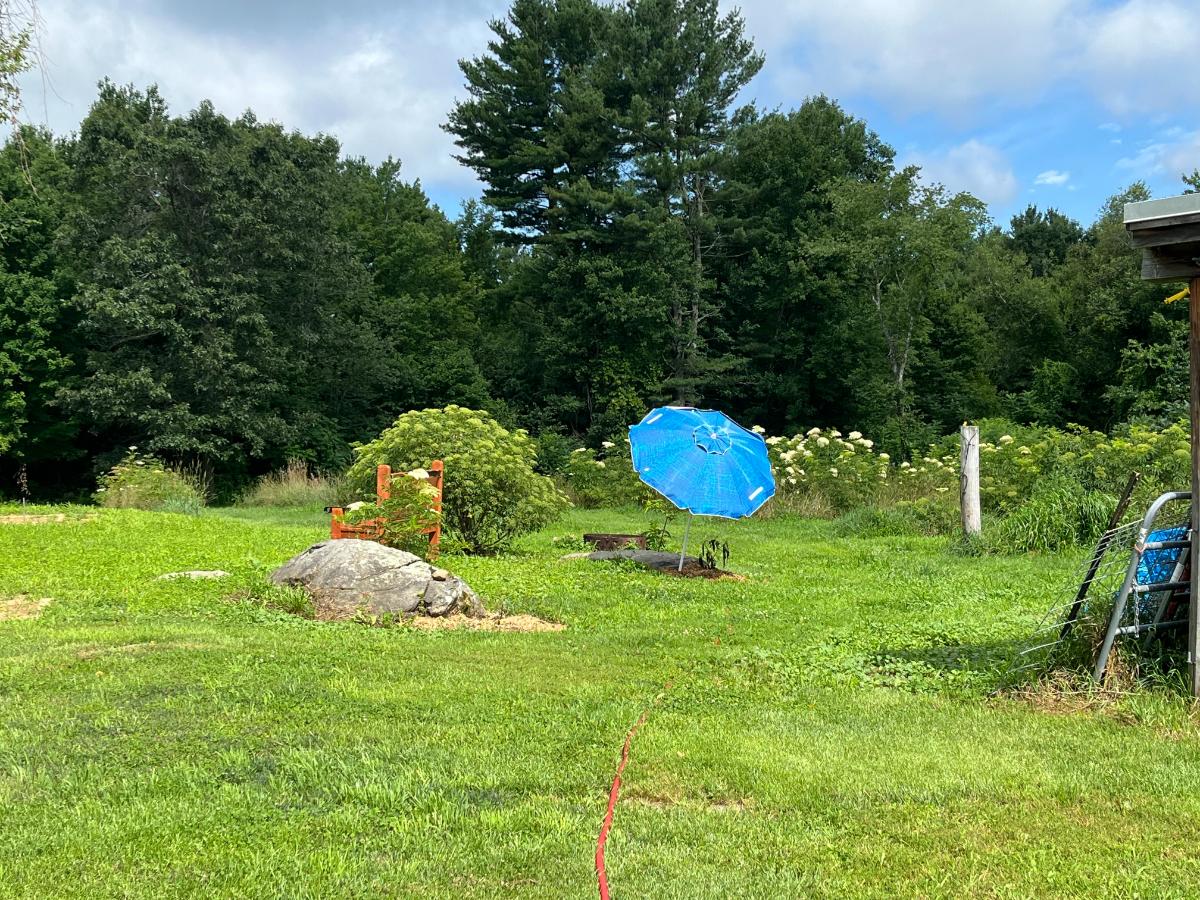 An umbrella shielding a newly planted plant in summer