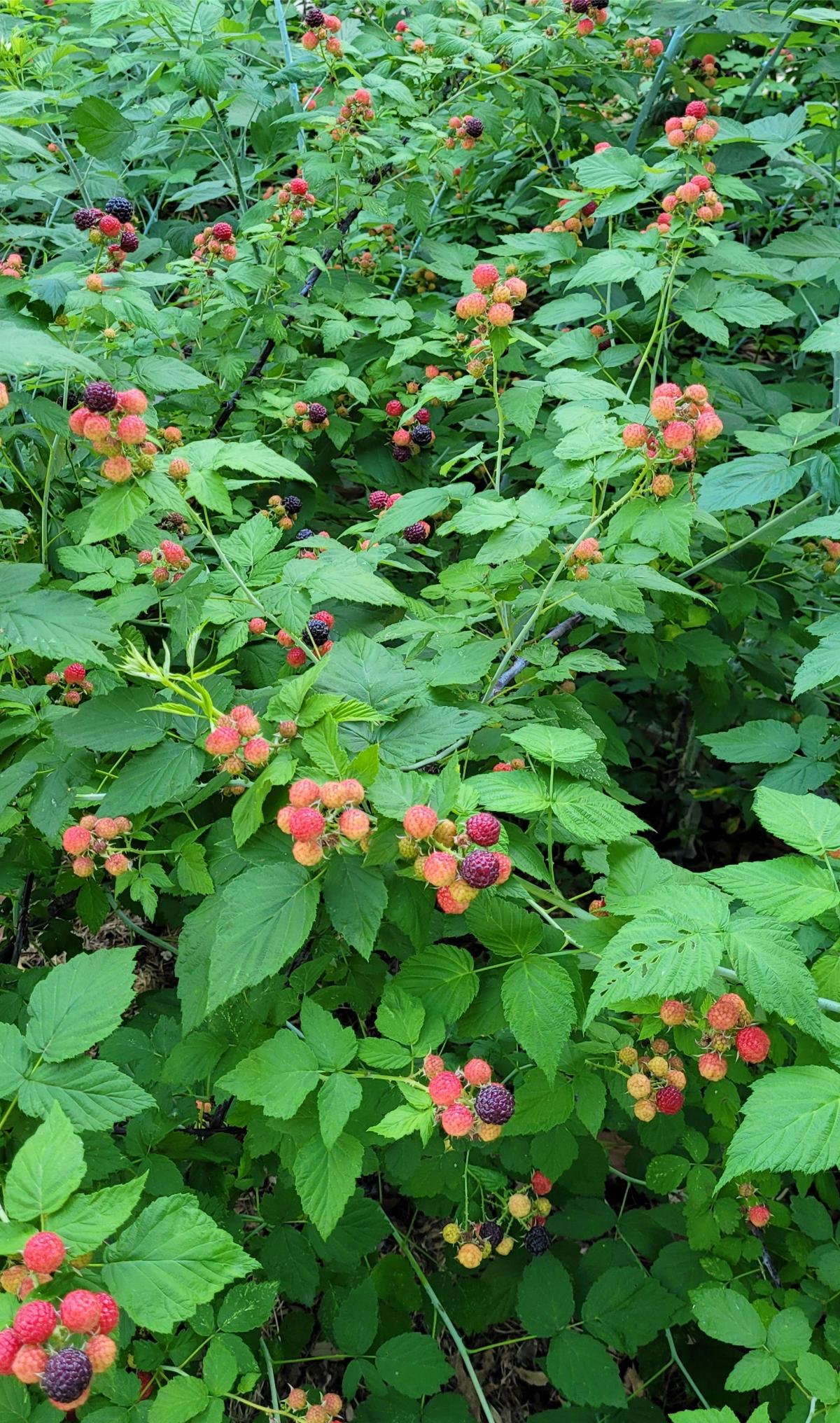 Ripening black raspberries