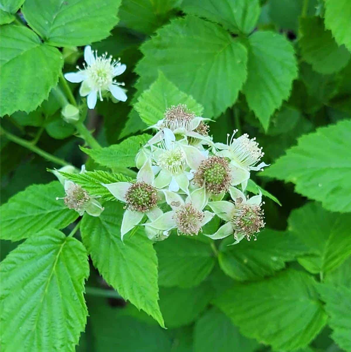 Flowers on black raspberry