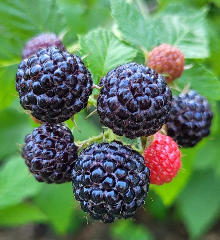 Grey Rasberry 6 Colorful Raspberry Varieties to Grow - Gardening