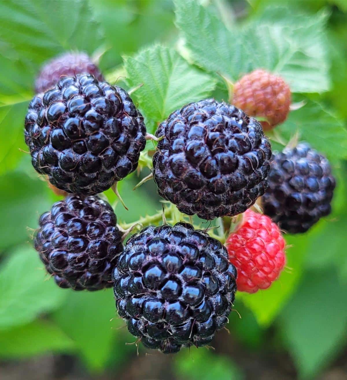 Tasty black raspberries