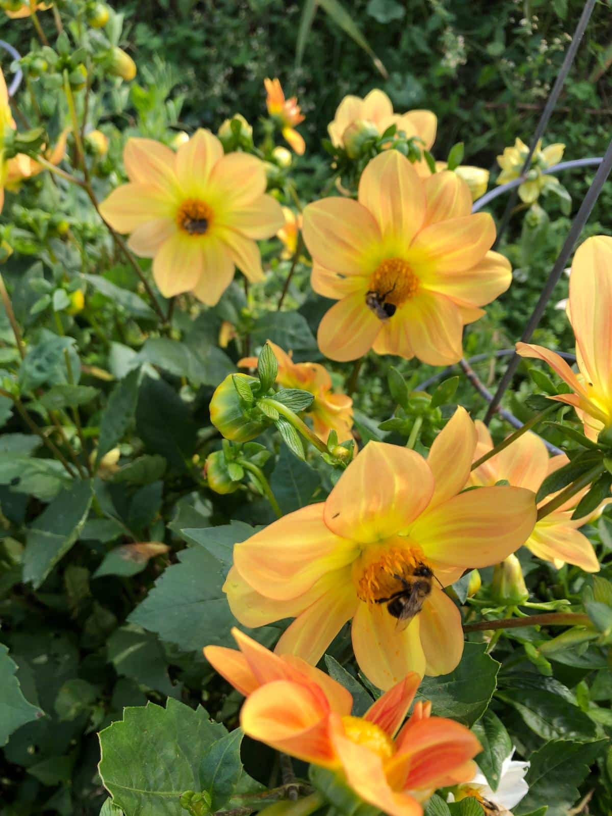 Dahlias in a perennial bed