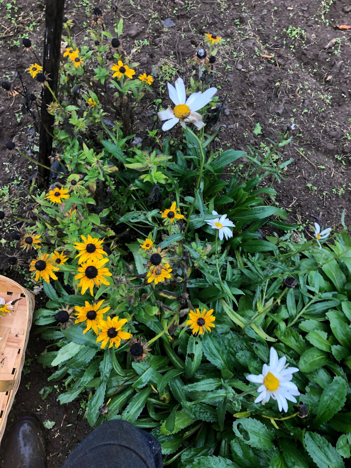 Black eyed Susans and daisies needing deadheading