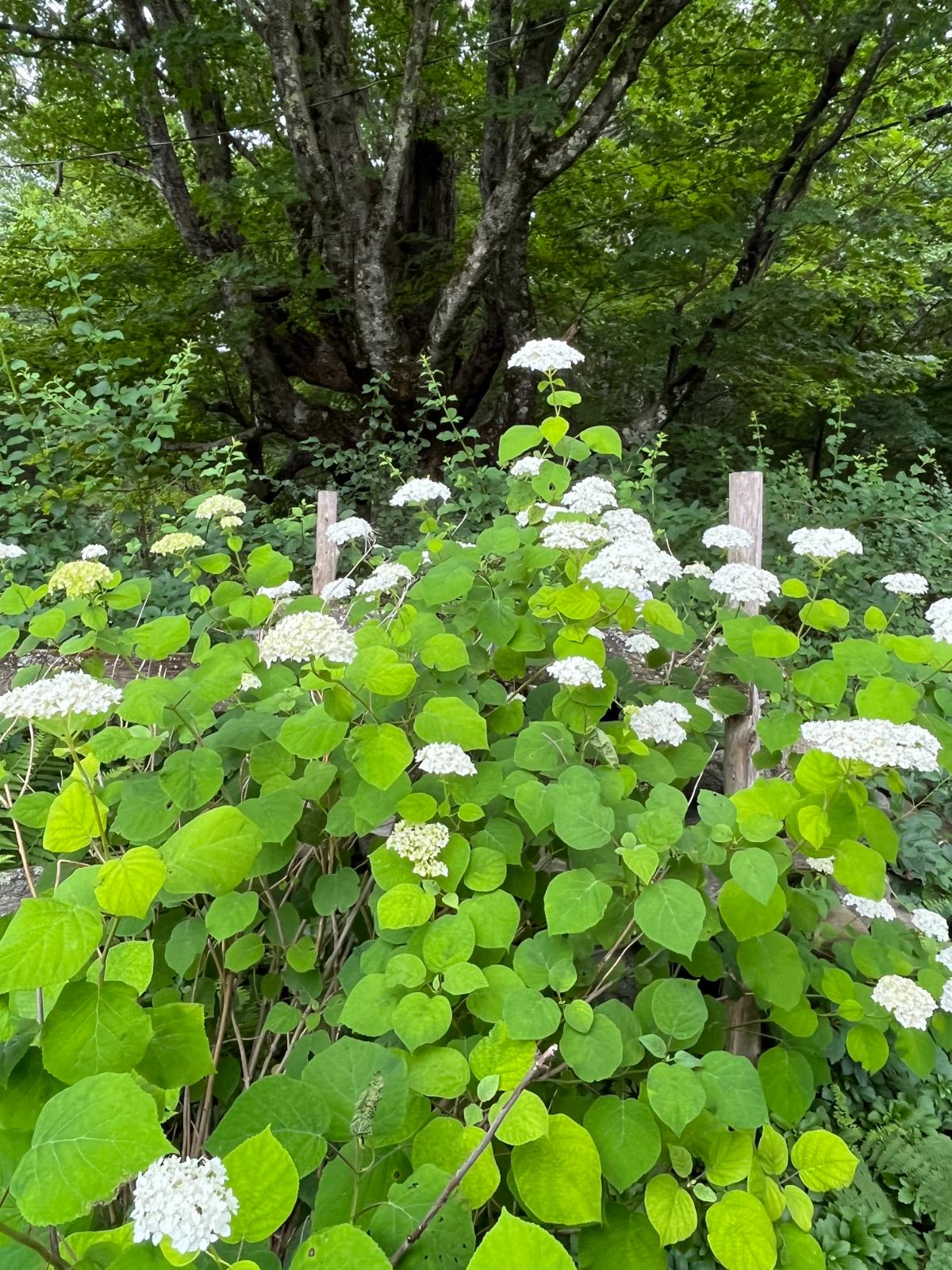 Hydrangeas in shade