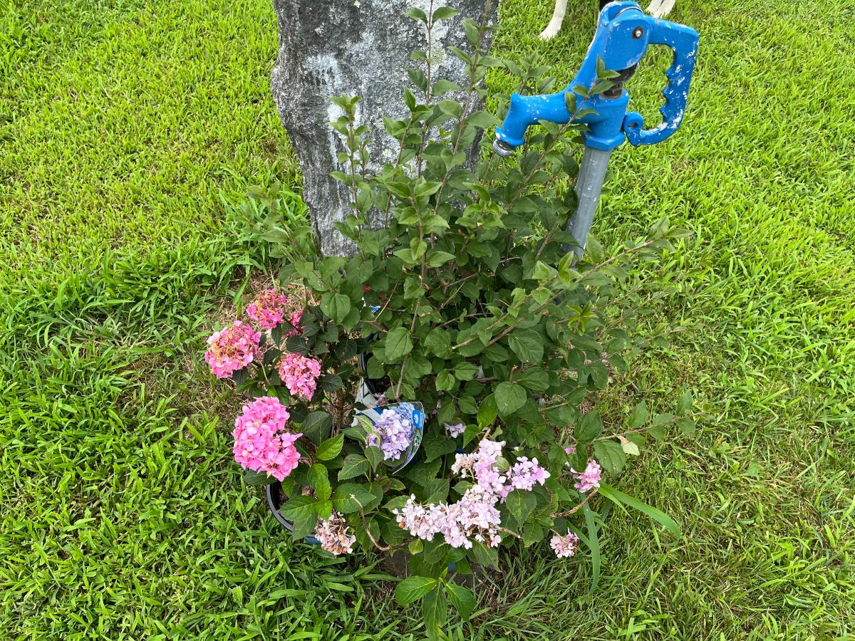 Watering perennials before planting in summer